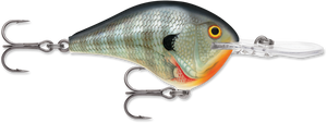 Blue Gill (BG)