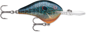 Live Pumpkinseed (PSL)